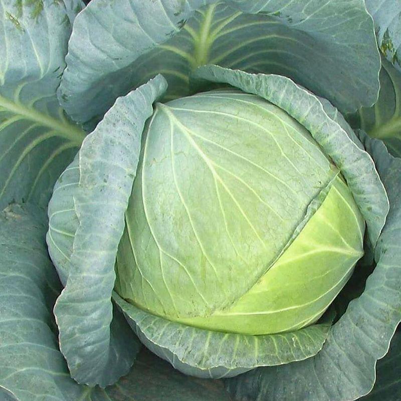 Професійне насіння капусти б/г середньої Ларсія F1 (Seminis) 2500 шт.