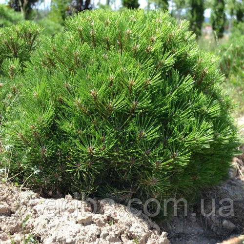Сосна чорна 'Марі Брегон' (щеплена), фото 1