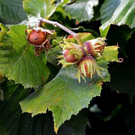 Фундук Тонда Джентіле справі Лангі вкс, фото 1
