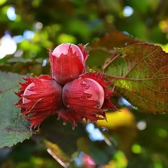 Фундук Варшавський, червонолистий (контейнер 2л), фото 1