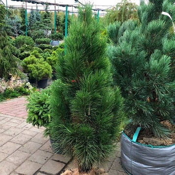 Сосна чорна Грін Тауер (щеплена)