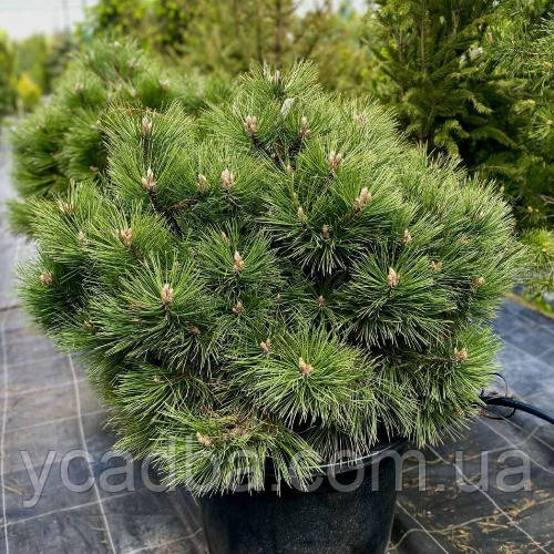 Cосна чорна Хельга (щеплена), фото 1