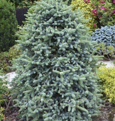 Ялиця субальпійська Грін Глоуб, lasiocarpa Green Globe (щеплена) контейнер 1,5л, фото 1