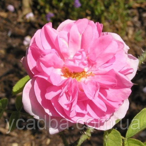 Троянда паркова Аутумн Дамаск (тубус), фото 1