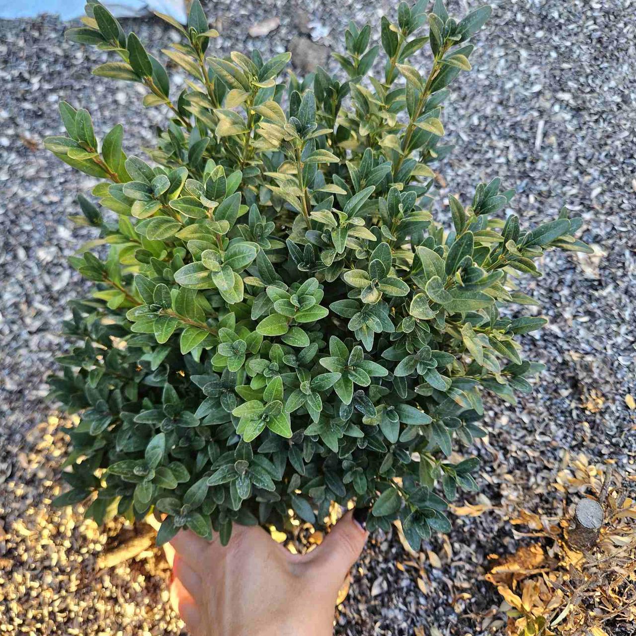 Самшит вічнозелений кущ, фото 1