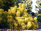 Сосна гірська картенс Вінтер Голд 90-95 см (Pinus mugo Carstens Wintergold ) з комом, фото 3