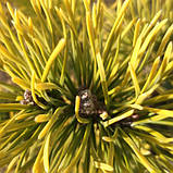 Сосна гірська картенс Вінтер Голд 90-95 см (Pinus mugo Carstens Wintergold ) з комом, фото 2