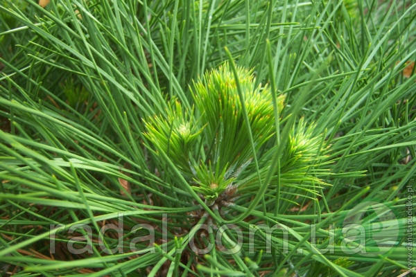 Сосна чорна Спілберг С2 (PINUS NIGRA SPIELBERG)