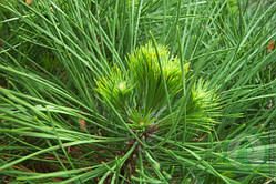 Сосна чорна Спілберг С2 (PINUS NIGRA SPIELBERG)