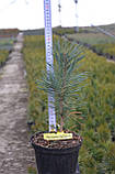 Сосна звичайна Фастигіата C3 (Pinus sylvestris Fastigiata), фото 6