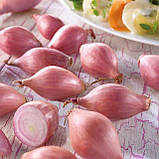 Цибуля Ред Бул (Розанна) озима 8/21 1кг / TOP, фото 3