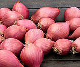 Цибуля Ред Бул (Розанна) озима 8/21 1кг / TOP, фото 4