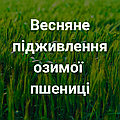 Весняне підживлення озимої пшениці: повний гід 2025