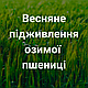 Весняне підживлення озимої пшениці: повний гід 2025