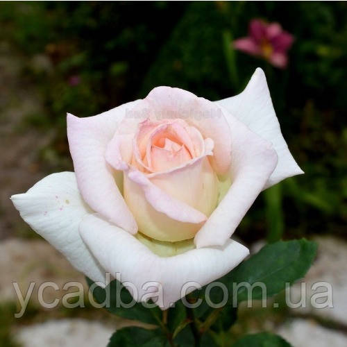 Троянда спрей Лідінг Леді (тубус), фото 1