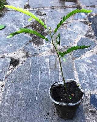 Гледичія триколючкова. У контейнерах Д5., фото 1