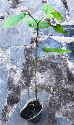 Ліщина. (Сіянці фундука). Контейнер Д5., фото 1