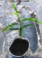 Гледичія не колюча форма. Контейнер 0.5л.