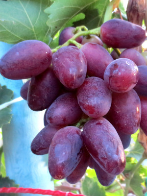 Виноград Емір раннього терміну дозрівання