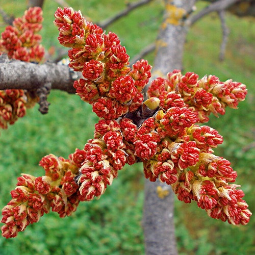 Фісташка Peters (опилювач), фото 1