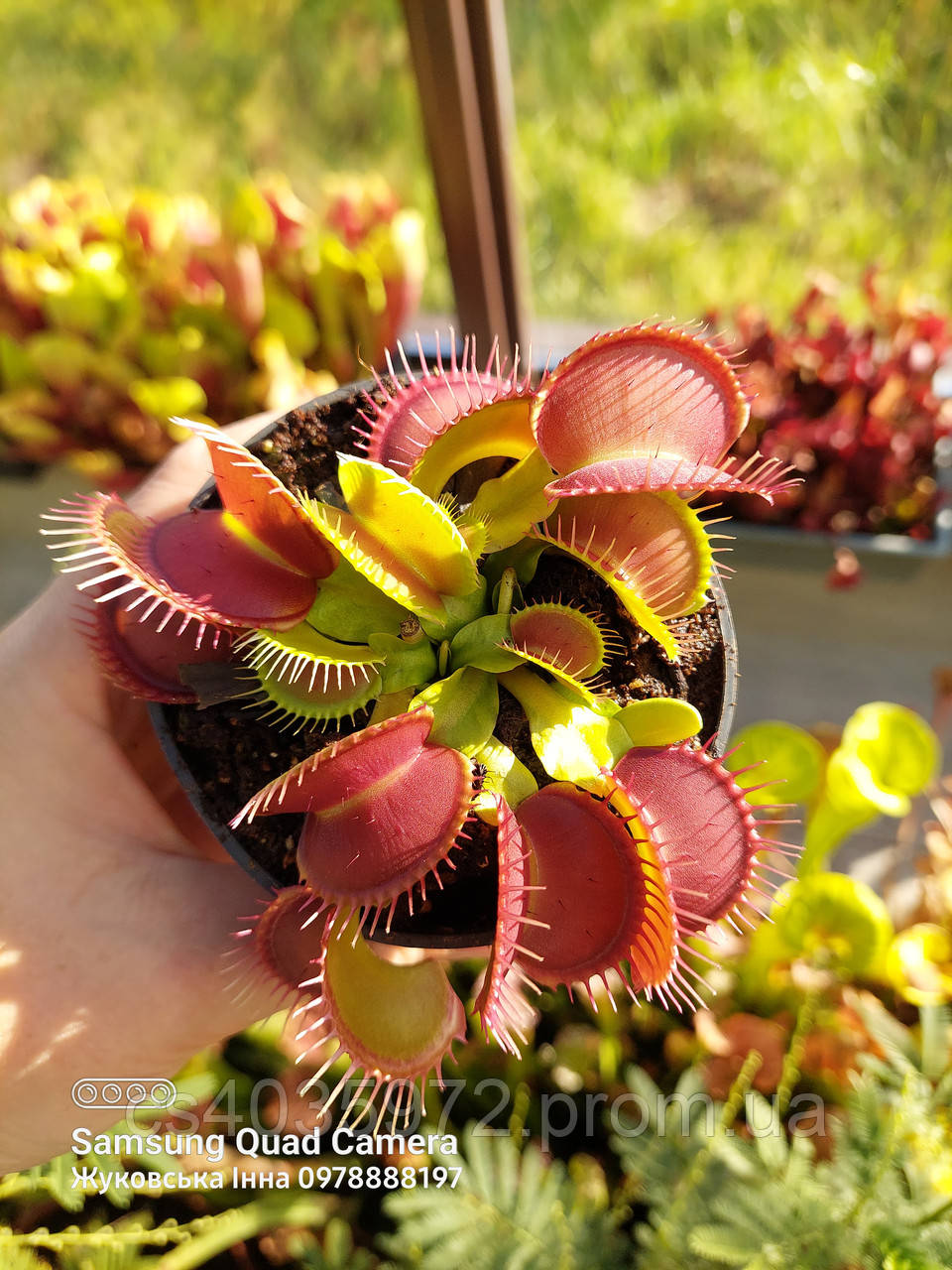 ビカクシダ　ridleyi（wide fronds&rugose shield ビカクシダ リドレイ ナロー 細葉リドレイ P.Ridleyi thin frond