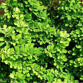 Барбарис Тунберга (зелений)