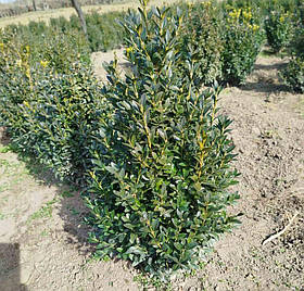 Набір саджанців самшита 10 шт (висота 50 см.)