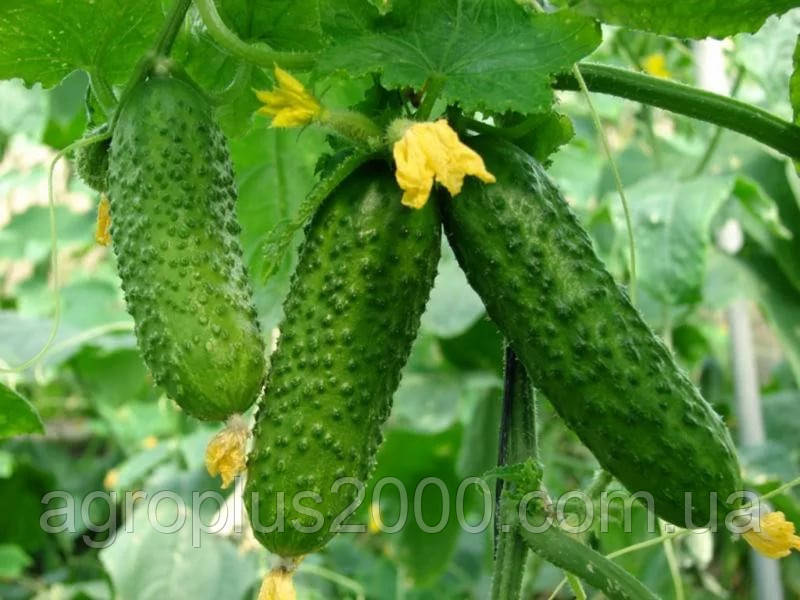 Насіння Огірок самозапильний Герман F1 поштучно 10 насінин Seminis