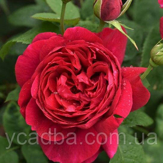 Троянда шраб Ел Ді Брейтвейт (тубус), фото 1