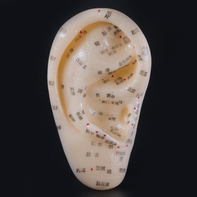 Макет вуха., фото 1