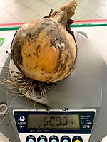 Цибуля сівок Радар (Radar), Broer Голландія, 1 кг