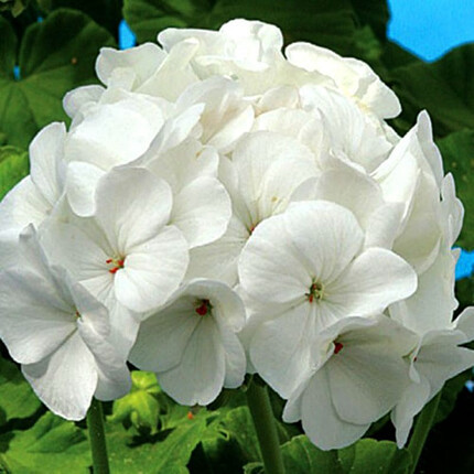 Насіння Пеларгонiї Бланка F1 біла 5шт, фото 1