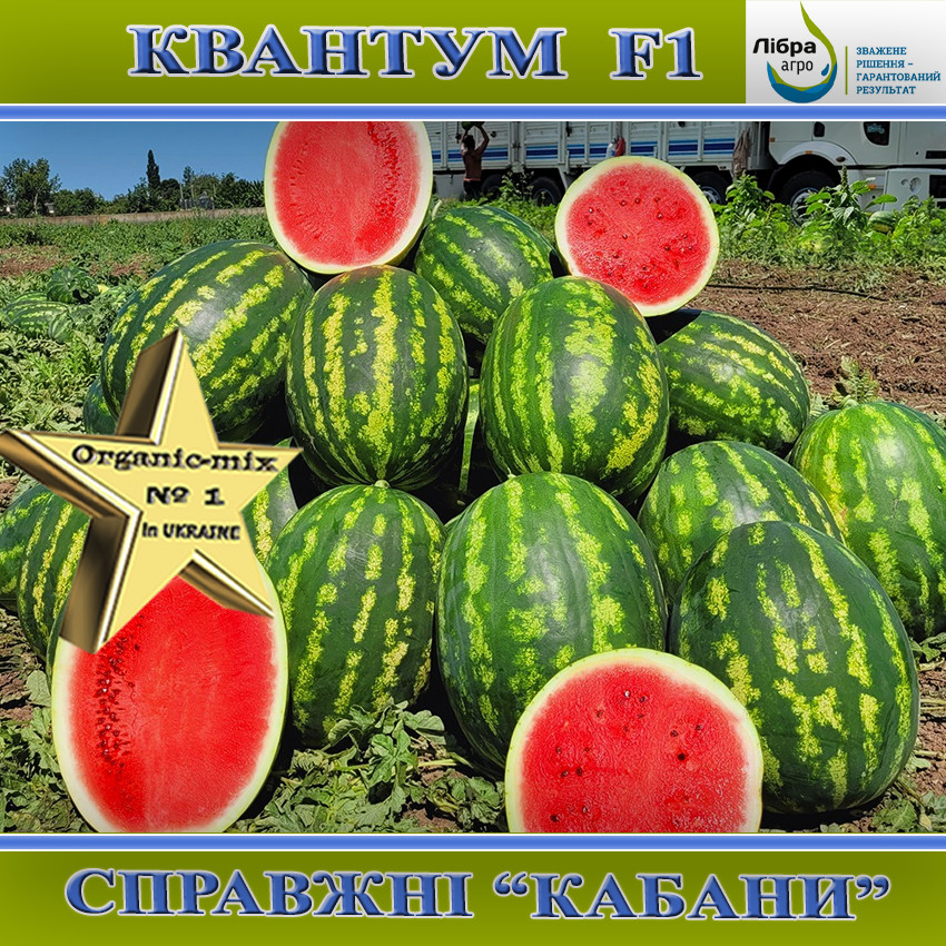 Кавун крупноплідний Квантум F1 / Quantum F1, 1000 насінин, ТМ Libra Seeds, фото 1