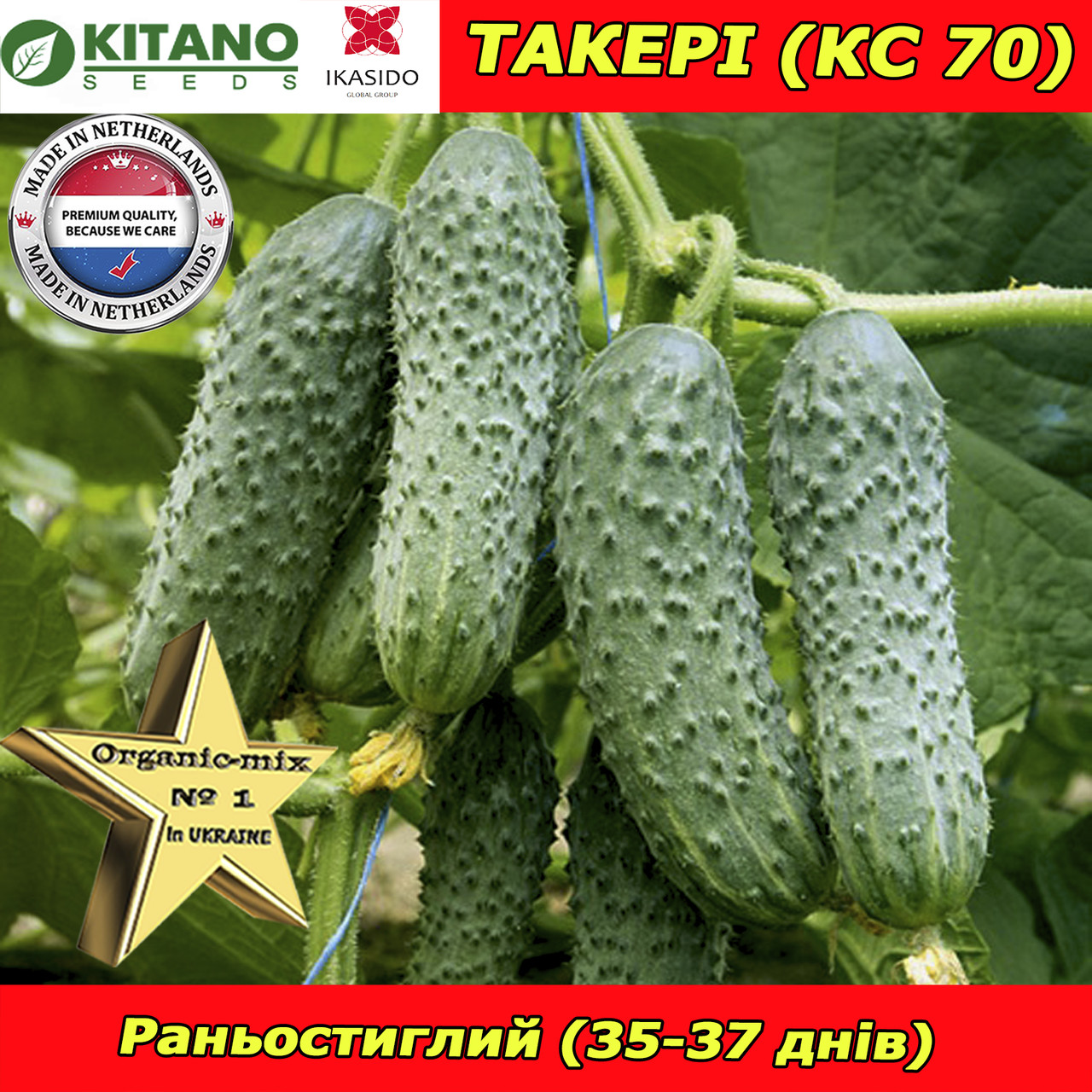 Огірок надранній Такері F1 (KS 70), ТМ Kitano Seeds (Нідерланди), фото 1