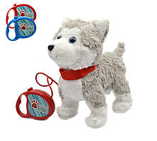 Собачка м'яка на повідку, гавкає, ходить, виляє хвостом