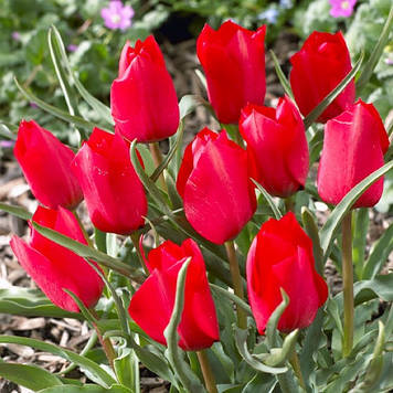 Тюльпан ботанічний Red Hunter (розмір 6/8)