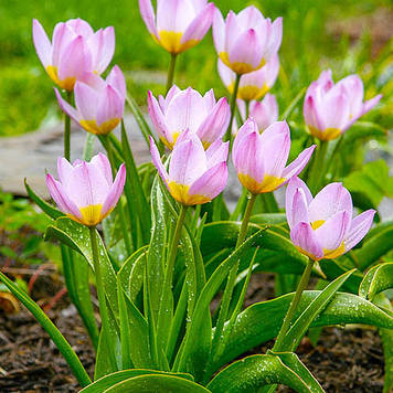 Тюльпан ботанічний Bakeri Lilac Wonder (розмір 6/8)