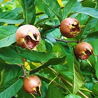 Саджанці мушмули Німецька (привитий) 150см