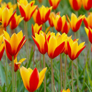 Тюльпан ботанічний Clusiana Chrysantha (розмір 6/8)