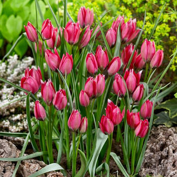 Тюльпан ботанічний Little Beauty (розмір 6/8)