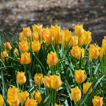 Тюльпан ботанічний Bright Gem (розмір 6/8)