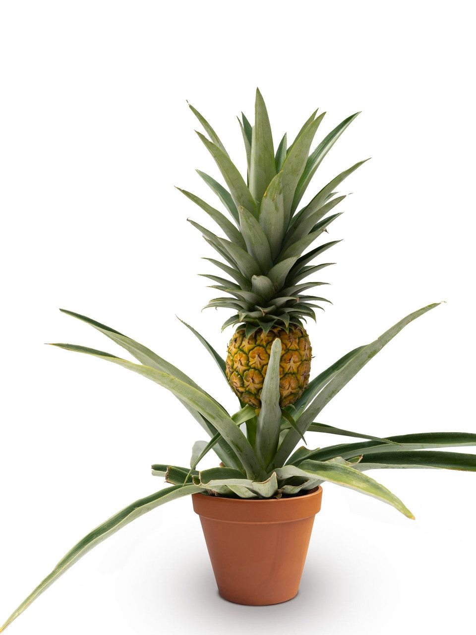 Ананас з плодом 35 см, фото 1
