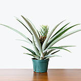 Ананас з плодом 35 см, фото 2