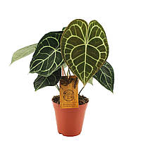 Антуріум 30 см Magnifficum неквітучий