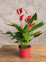 Антуріум 25 см червоний Banderola Roja
