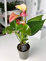 Антуріум 30 см рожевий Matata