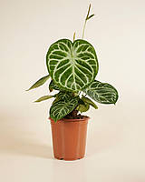 Антуріум 12*20 Silver Blush неквітучий