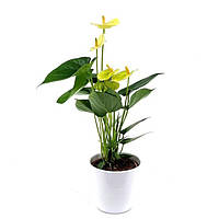 Антуріум 35 см Vanilla