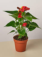 Антуріум 40 см червоний