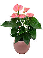 Антуріум 45 см пурпурний Karma